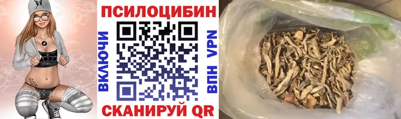 купить   Опочка  Галлюциногенные грибы Psilocybine cubensis 